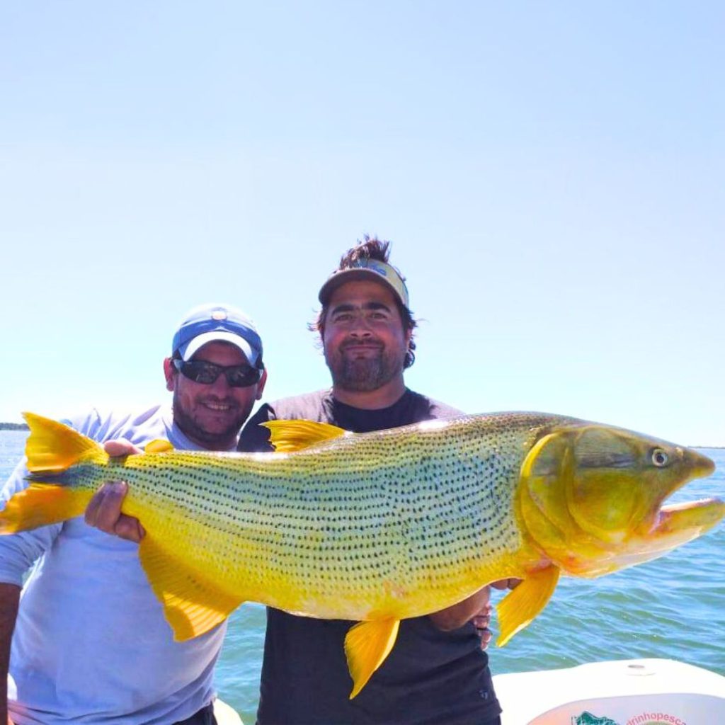 dorado careca pesca
