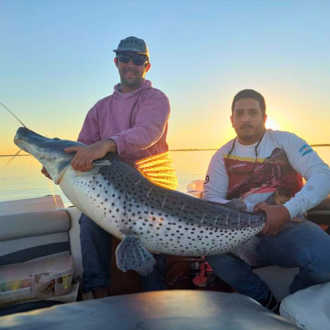pesca del surubi