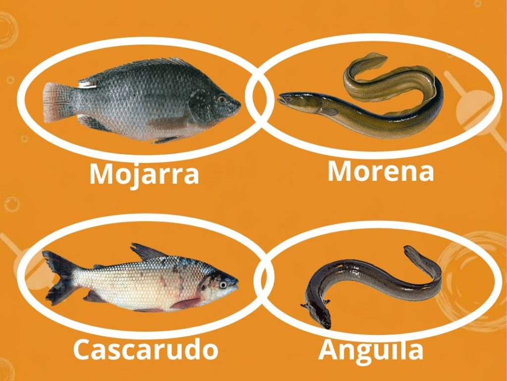 carnadas para el dorado